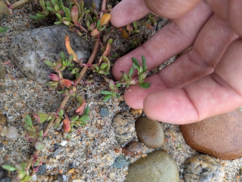 Sesuvium (Sea-purslanes) (alternate view 4)
