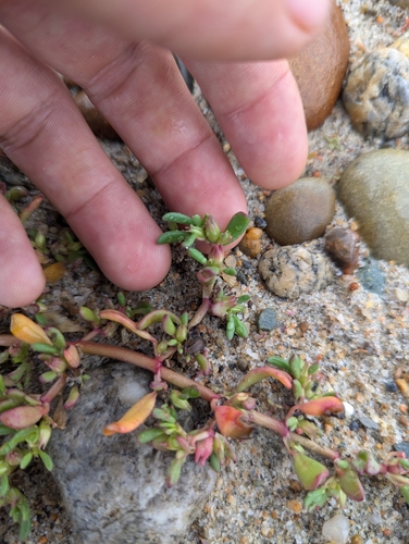 Sesuvium (Sea-purslanes) (alternate view 5)