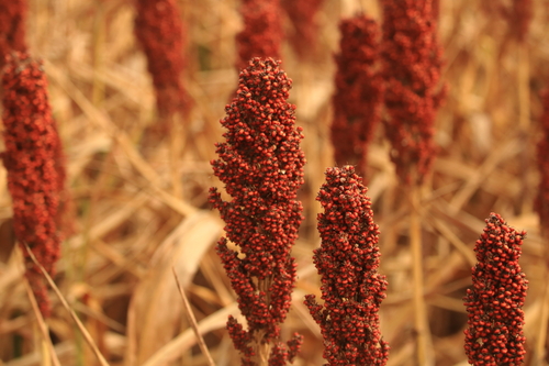 Sorghum (Johnsongrasses, milos, sudangrasses, and allies) (alternate view 5)