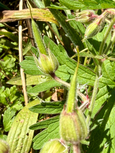 Geranium pratense (Meadow Crane's-bill)