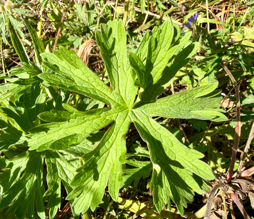 Geranium pratense (Meadow Crane's-bill)