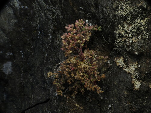 Polycarpon tetraphyllum (fourleaf manyseed) (alternate view 5)