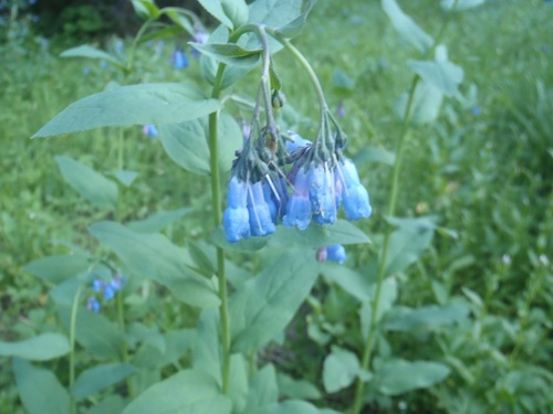 Mertensia ciliata (mountain bluebells)
