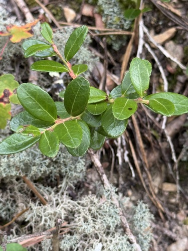 Gaylussacia (huckleberries) (alternate view 8)