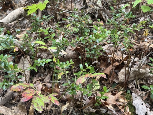 Gaylussacia (huckleberries) (alternate view 7)