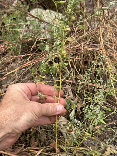 Chenopodium (Goosefoots) (alternate view 4)