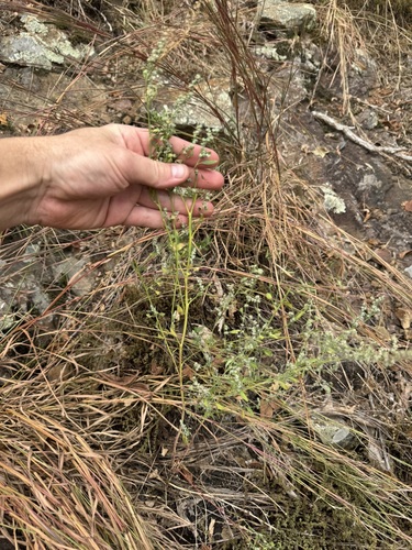 Chenopodium (Goosefoots) (alternate view 3)
