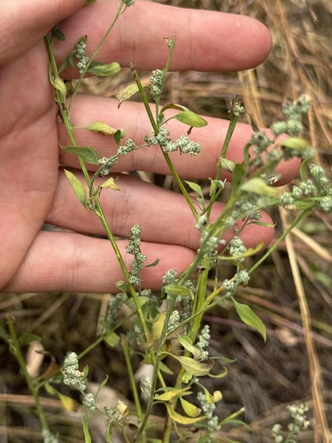 Chenopodium (Goosefoots) (alternate view 5)