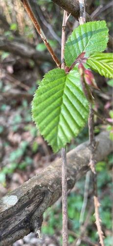 Carpinus betulus (European Hornbeam)