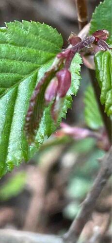 Carpinus betulus (European Hornbeam) (alternate view 2)