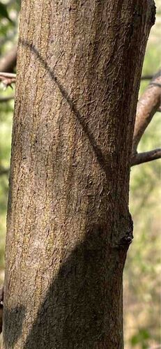 Carpinus betulus (European Hornbeam) (alternate view 3)