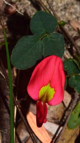 Kennedia prostrata (Running Postman) (alternate view 6)