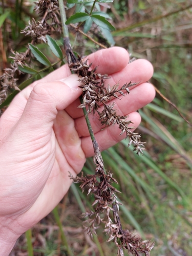 Lepidosperma elatius (tall sword-sedge) (alternate view 2)