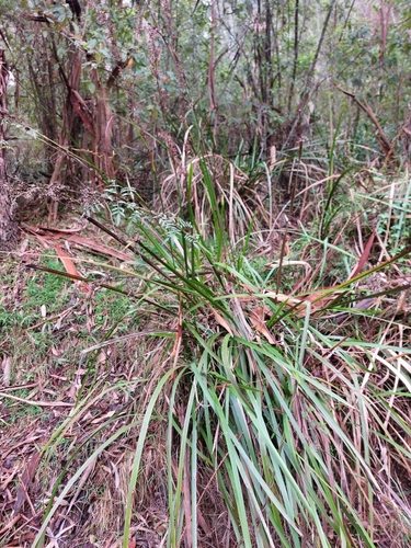 Lepidosperma elatius (tall sword-sedge) (alternate view 3)
