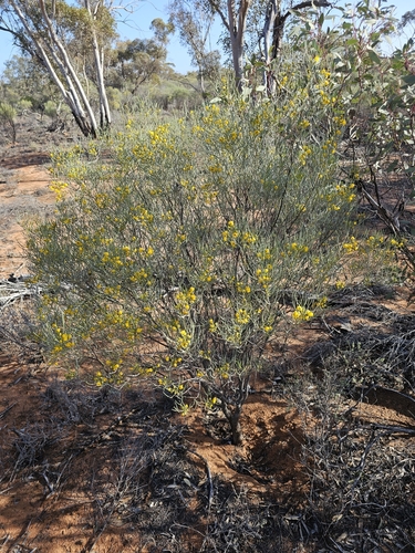 Senna artemisioides (silver senna) (alternate view 8)