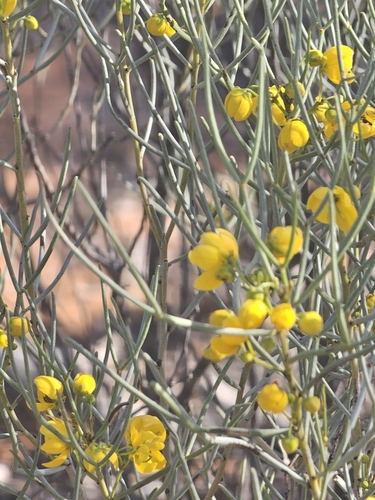 Senna artemisioides (silver senna) (alternate view 9)
