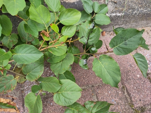 Alnus cordata (Italian alder)