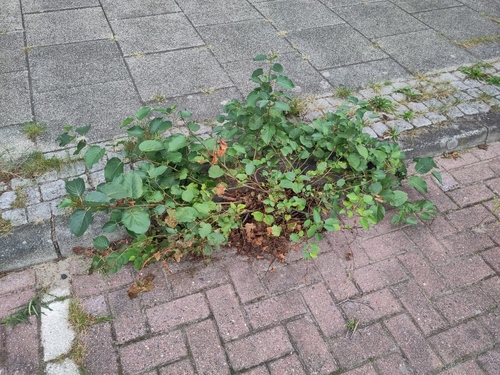 Alnus cordata (Italian alder)
