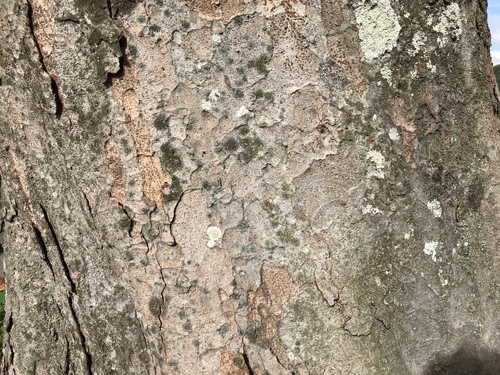 Zelkova serrata (sawleaf zelkova) (alternate view 4)