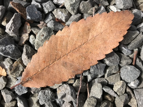 Zelkova serrata (sawleaf zelkova) (alternate view 2)