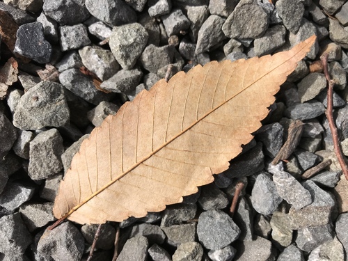 Zelkova serrata (sawleaf zelkova) (alternate view 3)