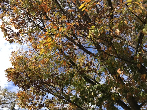 Zelkova serrata (sawleaf zelkova) (alternate view 5)