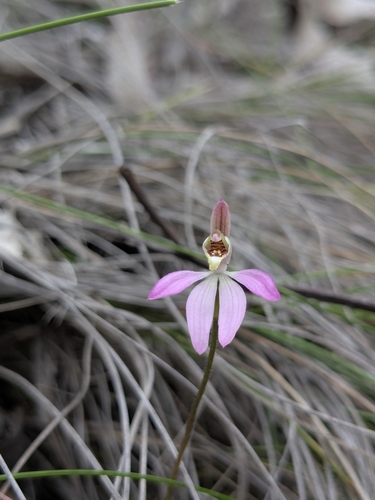 Caladenia carnea (Pink Lady Fingers) (alternate view 10)