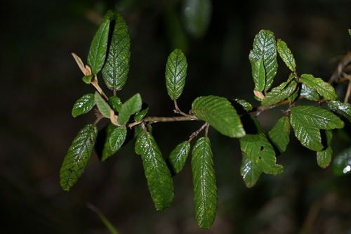 Pomaderris apetala (Tainui) (alternate view 5)