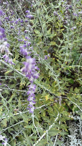 Salvia yangii (Russian Sage) (alternate view 6)