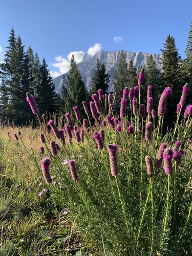 Dalea purpurea (purple prairie clover) (alternate view 3)