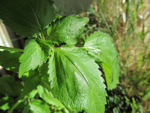 Mercurialis annua (Annual mercury)
