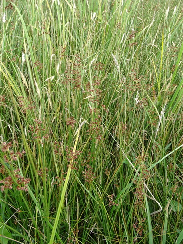 Juncus acutiflorus (Sharp-flowered Rush)