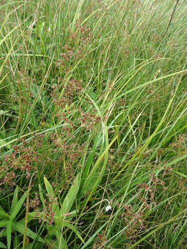 Juncus acutiflorus (Sharp-flowered Rush)
