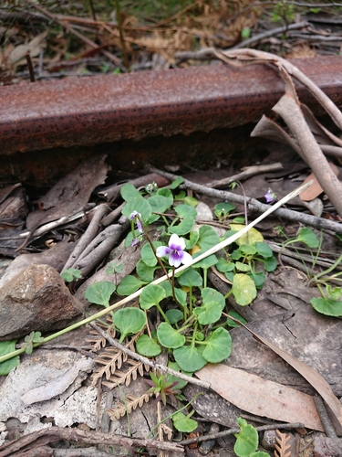 Viola hederacea (Ivy Leaved Violet) (alternate view 10)