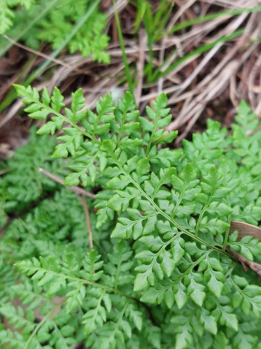 Cheilanthes austrotenuifolia (Rock Fern) (alternate view 3)