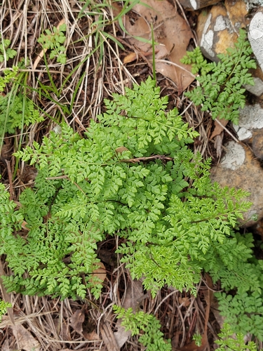 Cheilanthes austrotenuifolia (Rock Fern) (alternate view 4)