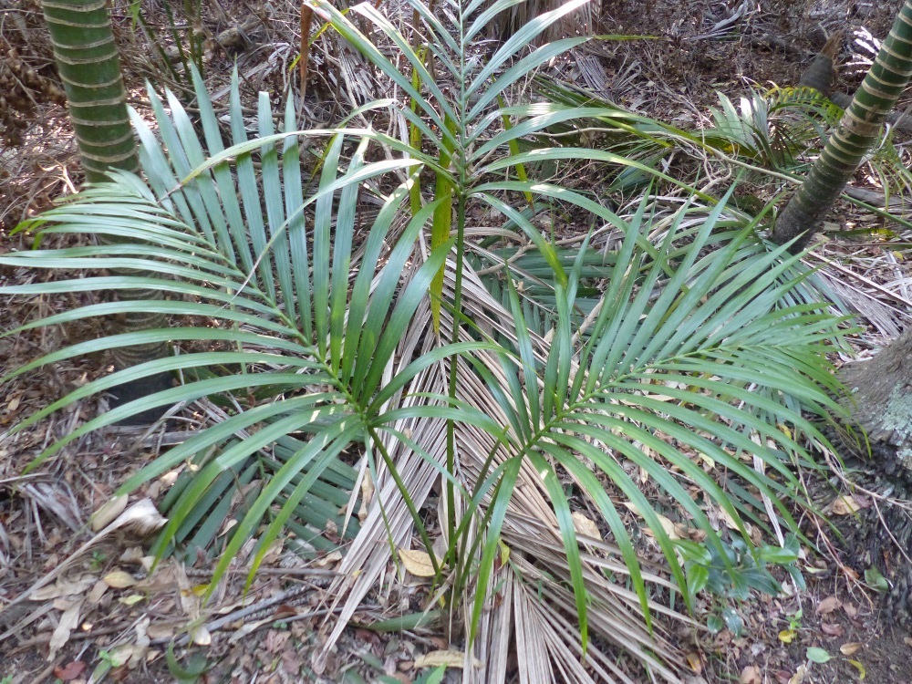 Howea forsteriana, Kentia palm — upright evergreen (Arecaceae) (image 10 of 10)