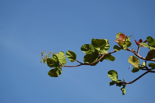 Anacardium occidentale (Cashew) (alternate view 9)