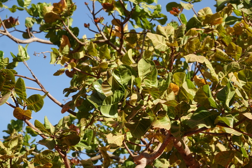 Anacardium occidentale (Cashew) (alternate view 10)