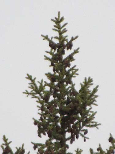 Picea mariana (black spruce) (alternate view 5)
