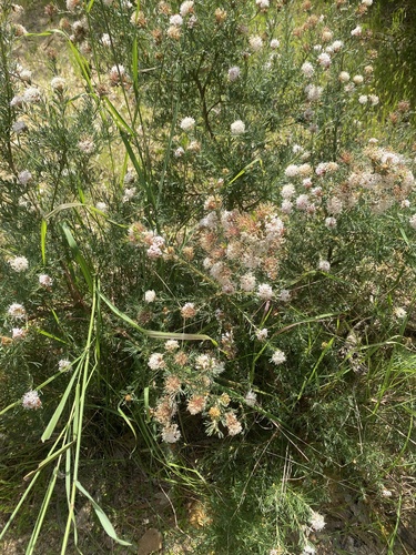 Grevillea crithmifolia (alternate view 8)