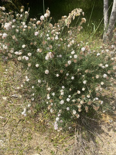Grevillea crithmifolia (alternate view 9)