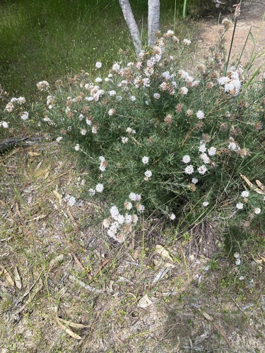 Grevillea crithmifolia (alternate view 10)