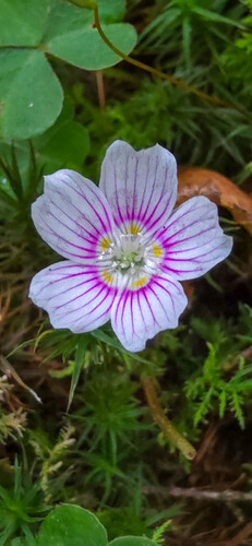 Oxalis montana (mountain woodsorrel) (alternate view 2)