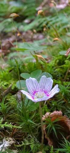 Oxalis montana (mountain woodsorrel) (alternate view 3)