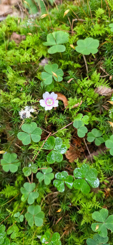 Oxalis montana (mountain woodsorrel) (alternate view 4)