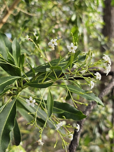 Duboisia myoporoides (corkwood)