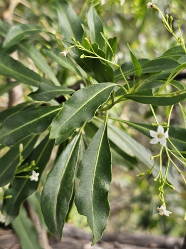 Duboisia myoporoides (corkwood) (alternate view 2)