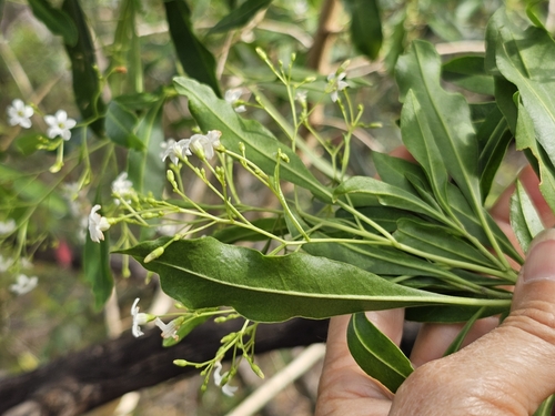 Duboisia myoporoides (corkwood) (alternate view 3)