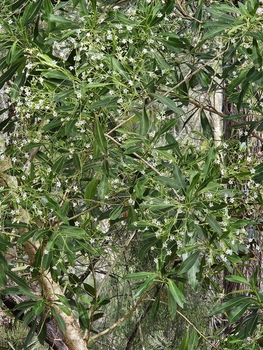 Duboisia myoporoides (corkwood) (alternate view 4)